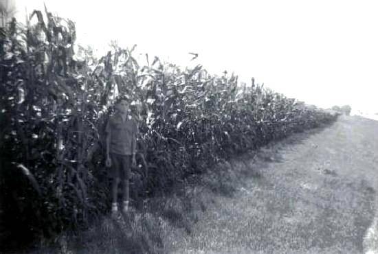 corn