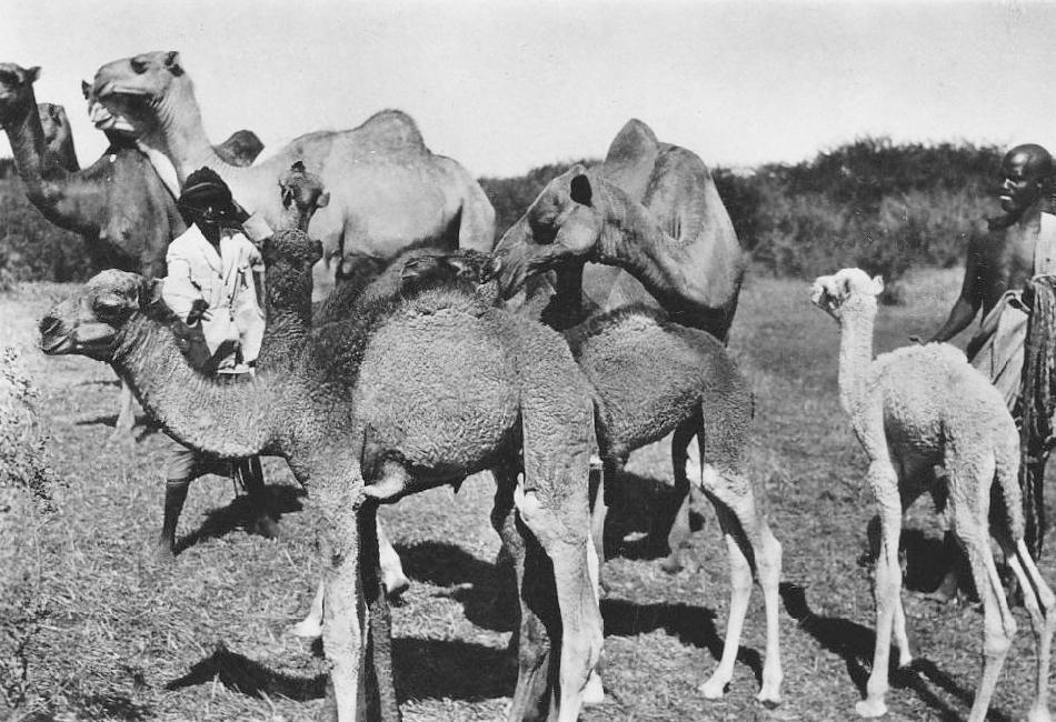 Somali camels