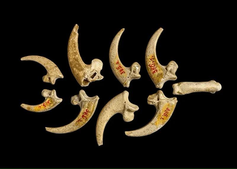 Neanderthal eagle talons