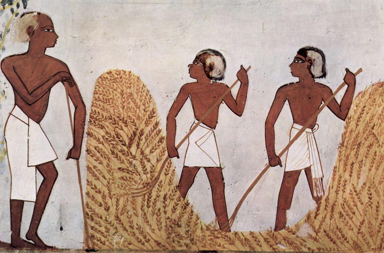 Egyptian peasantry harvest