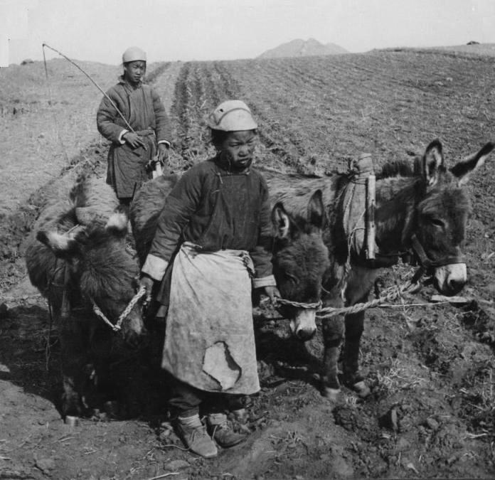 Chinese agriculture