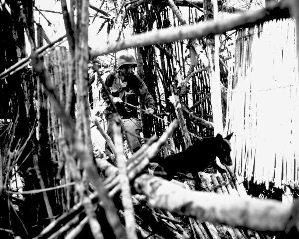 World War II animals