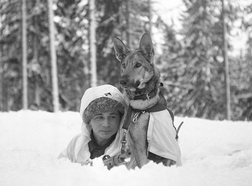 World War II dogs