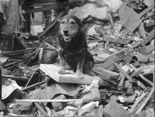 World War II animals