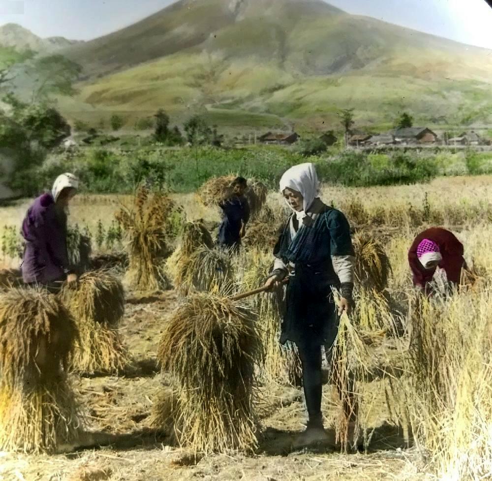 Japanese agriculture rice