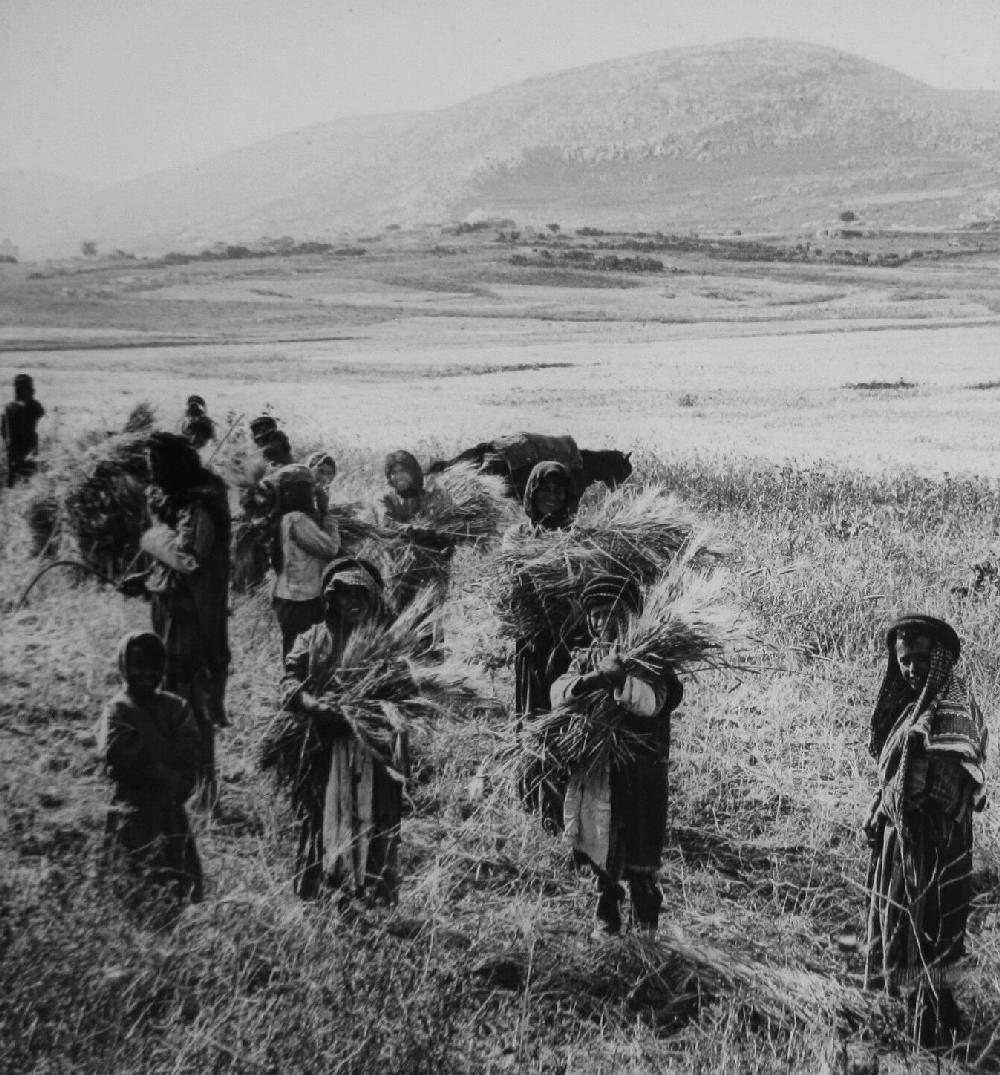 Arab agricultural child labor